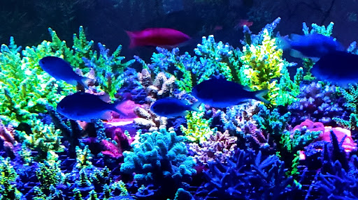Korallen-Aquaristik - Aquarium shop in Andechs, Germany