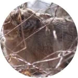 Korean hare - Animal