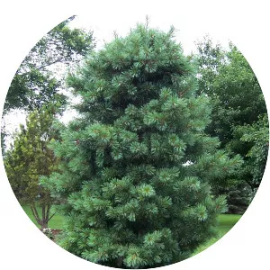Korean Pine - Plants