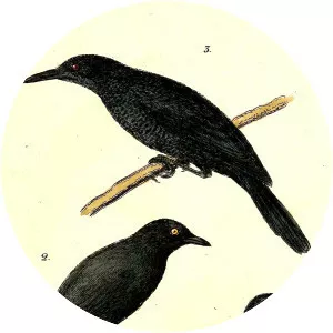 Kosrae starling