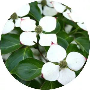 Kousa dogwood - Plants