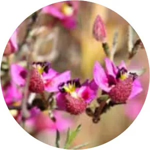 Krameria erecta - Plants