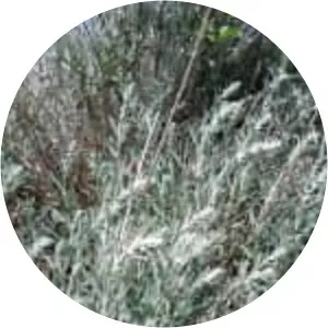 Krascheninnikovia ceratoides