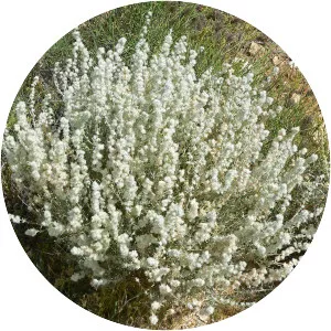 Krascheninnikovia lanata