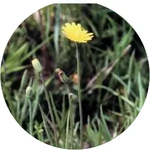 Krigia dandelion - 