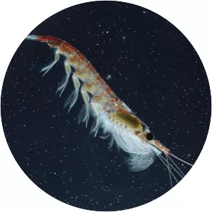 Krill