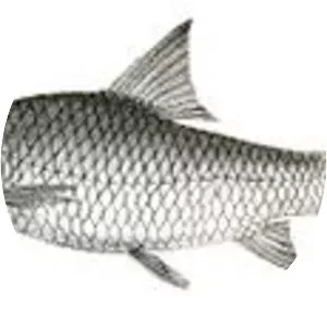 Krishna carp