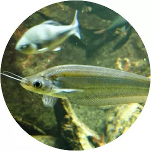 Kryptopterus cryptopterus