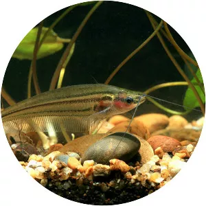 Kryptopterus macrocephalus - 