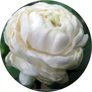 Kudamullapoo - TV program