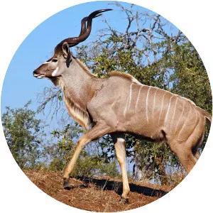 Kudu