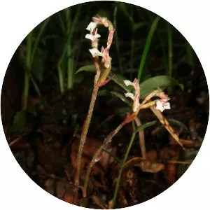 Kuhlhasseltia nakaiana - 