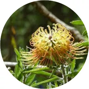 Kula Botanical Gardens - 