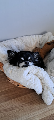 Kung Grim's Hund - Pet store in Karlskoga, Sweden