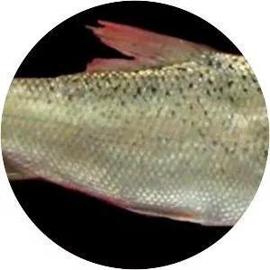 Kura barbel