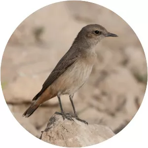 Kurdish wheatear - Birds