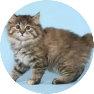 Kurilian bobtail
