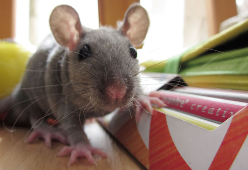 Kursy Graficheskogo Dizayna - Training centre in Moscow, Russia