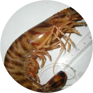 Kuruma prawn (Japon Karidesi)