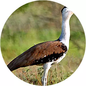 Kutch Bustard Sanctuary - 