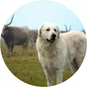 Kuvasz