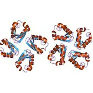 Kv1. 1 protein - 