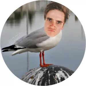 Kyle the Seagull