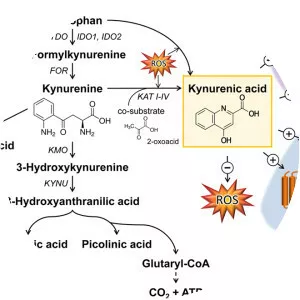 Kynurenic acid - 