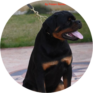 la eminemca rotwaila - Musical artist