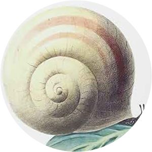 La maison la plus grande du monde Leo Lionni