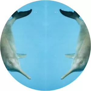 La Plata dolphin - Animal