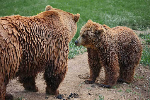 La Senda del Oso - Alquiler de bicicletas - Maquila Aventura