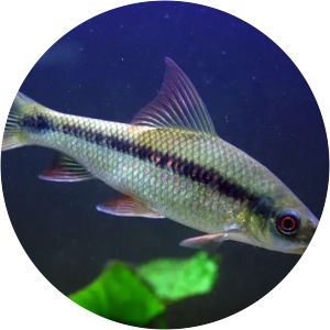 Labeo angra photograph