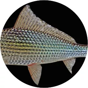 Labiobarbus leptocheilus