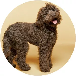 Labradoodle