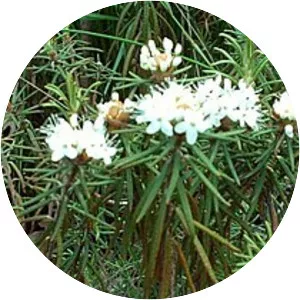 Labrador tea