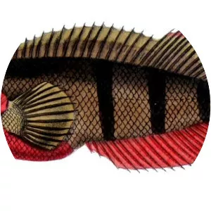 Labrisomus nuchipinnis