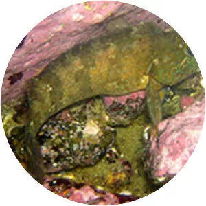 Labrisomus philippii - 