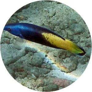 Labroides bicolor