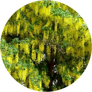 Laburnum anagyroides - Plants