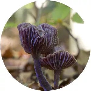 Laccaria amethystina