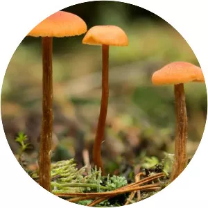 Laccaria laccata