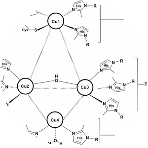 Laccase - Chemical compound