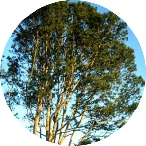 Lacebark Pine - Plants