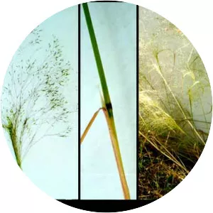 Lachnagrostis filiformis - 