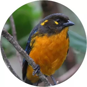 Lacrimose mountain tanager - Bird