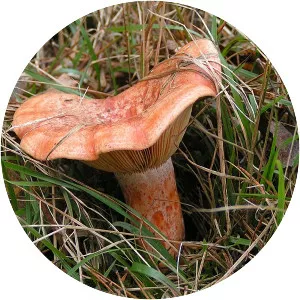 Lactarius deliciosus