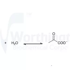 Lactate dehydrogenase - 