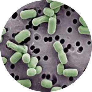 Lactobacillus brevis