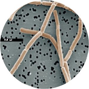 Lactobacillus delbrueckii